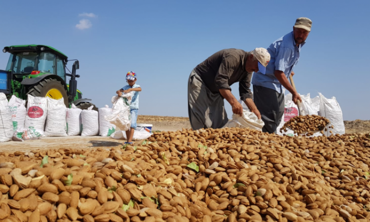 BADEM HASADI BAŞLADI ÇİFTÇİ FİYAT BEKLİYOR