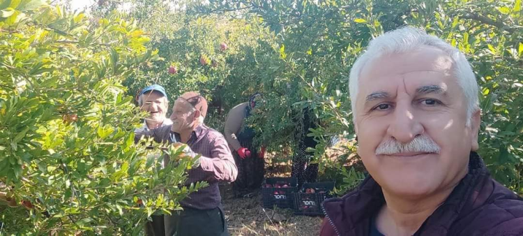 Çelebi Nar'ın hasat ve depolanması hakkında bilgi verdi
