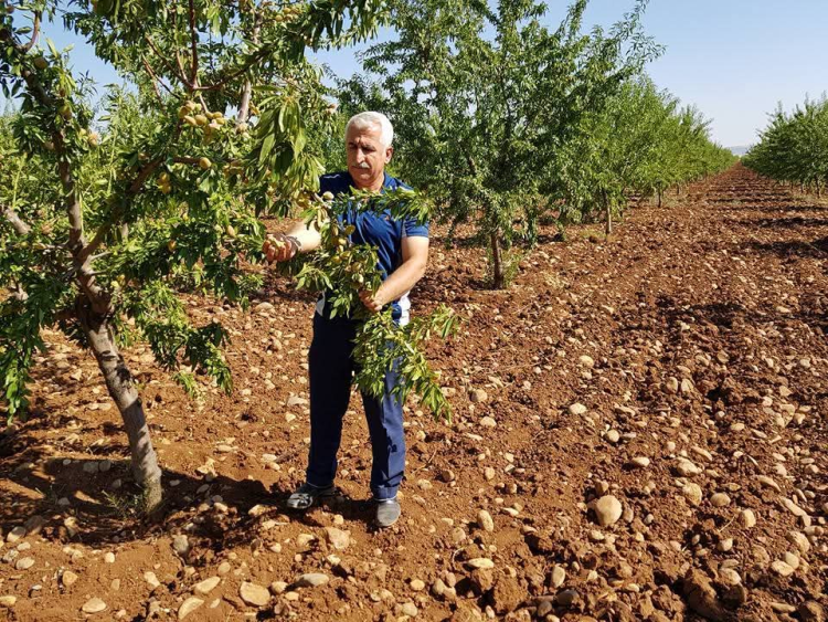 Çelebi: Badem Üreticilerin durumu perişan